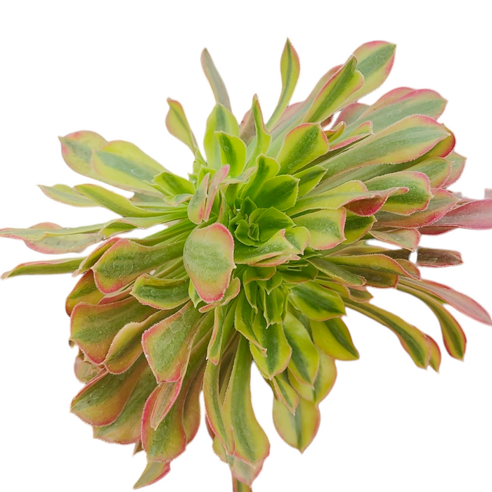 Aeonium Milky White Crest succulent, green leaves with reddish-pink edges.