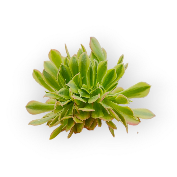 Aeonium Milky White Crest succulent, rosette-forming with reddish leaf margins.