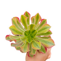 Aeonium Milky White succulent with pink-tipped leaves in hand.