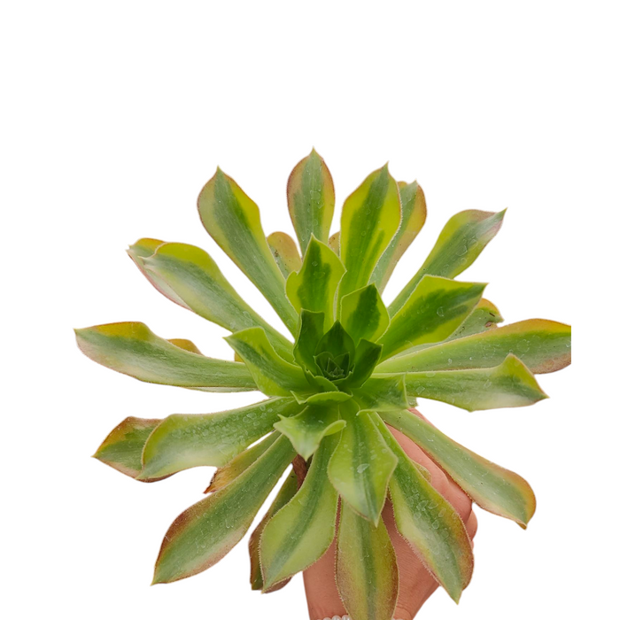 Aeonium Milky White succulent with starburst leaves and water droplets.