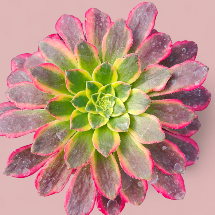 Aeonium 'Morning Glow' succulent with pink-tipped, rosette leaves.