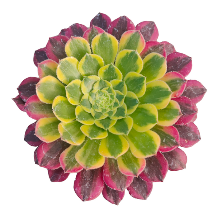Aeonium 'Morning glow' succulent with rosette form.