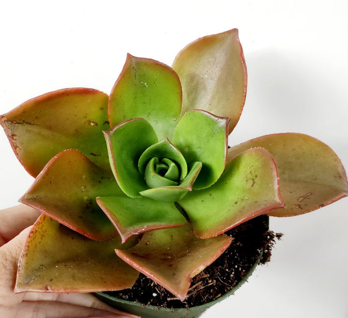 Aeonium nobile succulent in hand, red-edged green rosette.