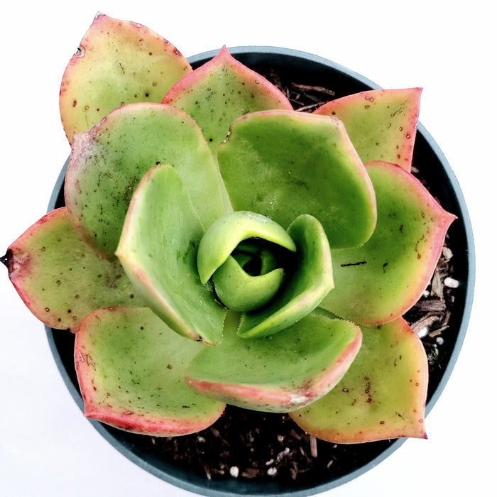 Aeonium nobile succulent in a small nursery pot.