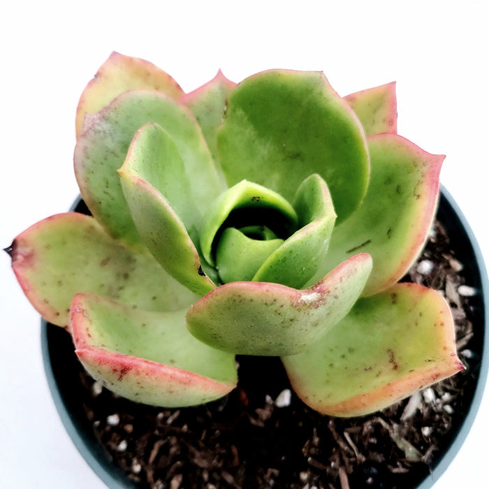 Aeonium nobile succulent in pot with pinkish-red leaf edges.