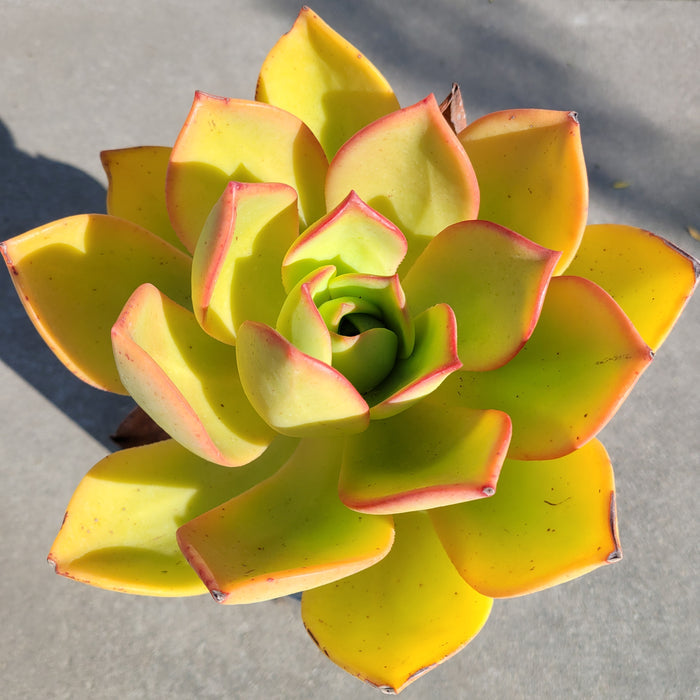 Aeonium nobile succulent with pink-edged yellowish-green rosette.
