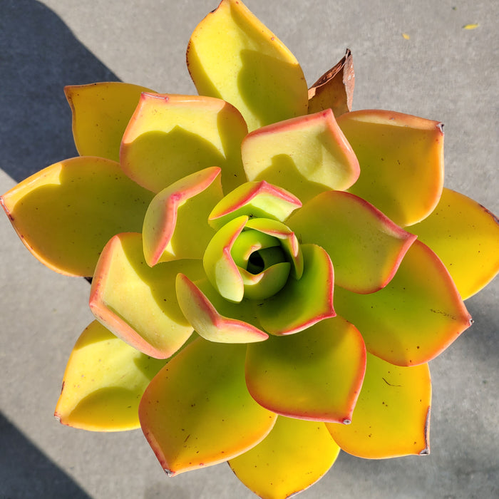 Aeonium nobile succulent with yellow-green rosette and reddish-pink edges.