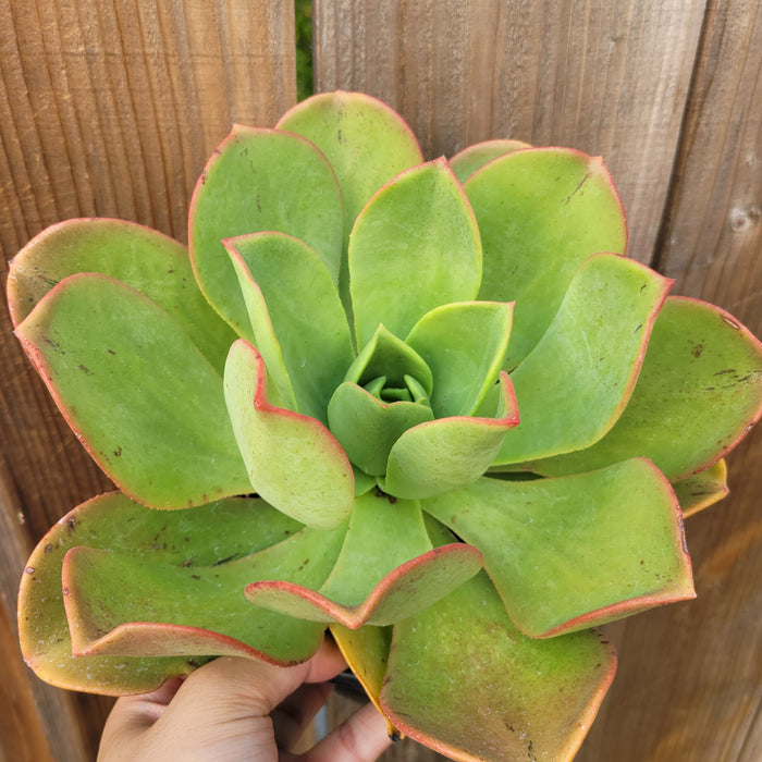 Aeonium nobile succulent with reddish pink-edged leaves held by hand.