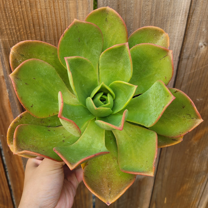 Aeonium nobile succulent with broad, fleshy green leaves.