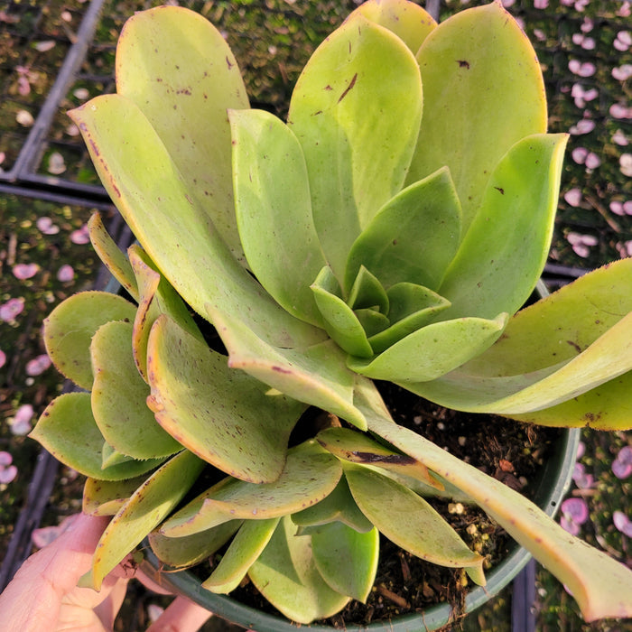 8 Inch Cluster