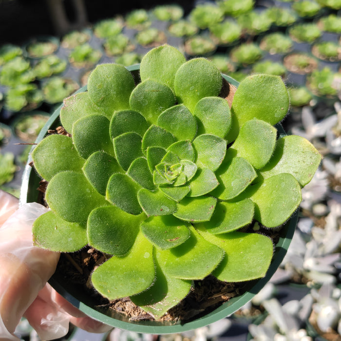 Aeonium 'Pancakes' succulent in a small pot.