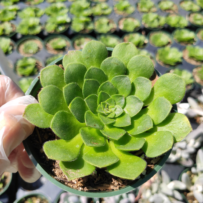 Aeonium 'Pancakes' succulent in a nursery pot.