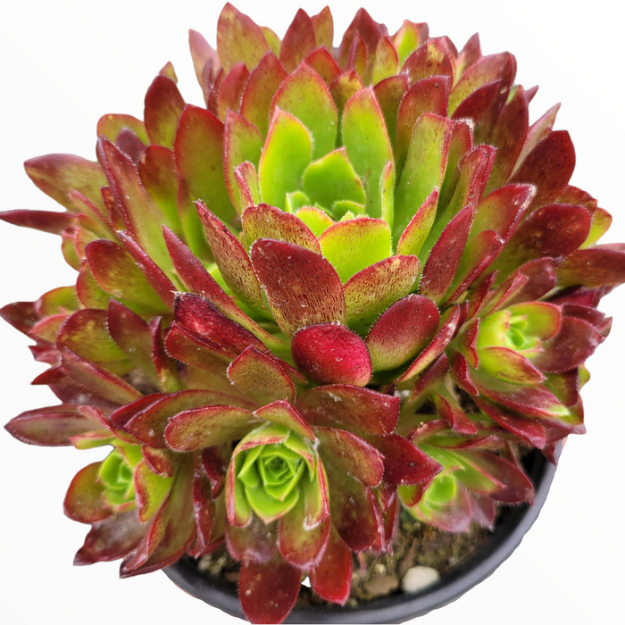 Aeonium 'Phoenix Flame' succulent with vibrant rosettes.