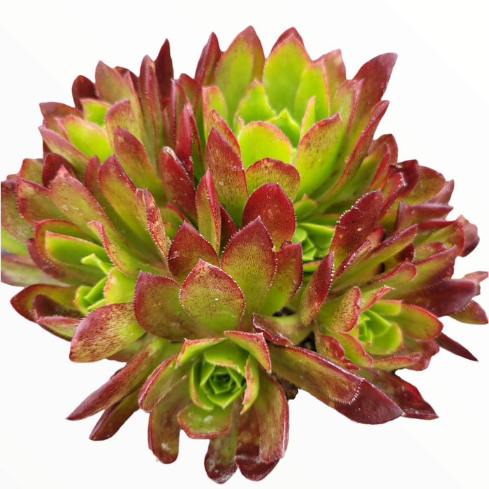 Aeonium 'Phoenix Flame' succulent cluster with vibrant green and reddish leaves.
