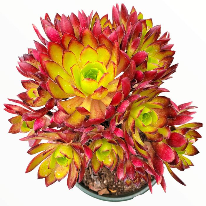 Aeonium 'Phoenix Flame' succulent with lime-green centers, red-tipped rosettes.