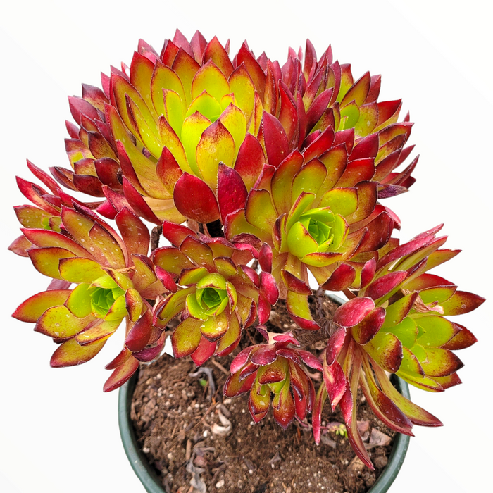 Aeonium 'Phoenix Flame' succulent with green-red rosettes in nursery pot.