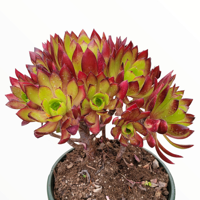 Aeonium 'Phoenix Flame' succulent with chartreuse rosettes, reddish tips.