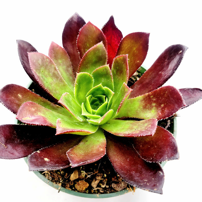 Aeonium 'Phoenix Flame' succulent with green center, burgundy edges.