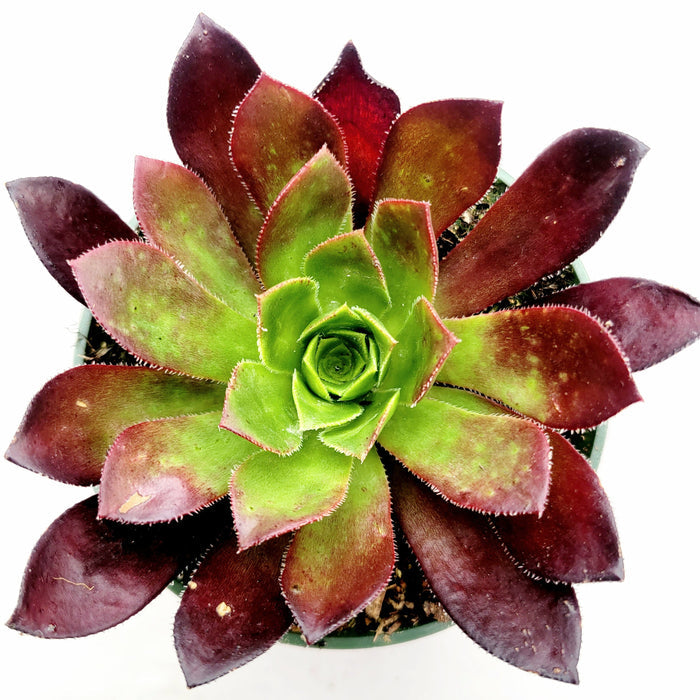 Aeonium 'Phoenix Flame' succulent with green and burgundy rosettes.