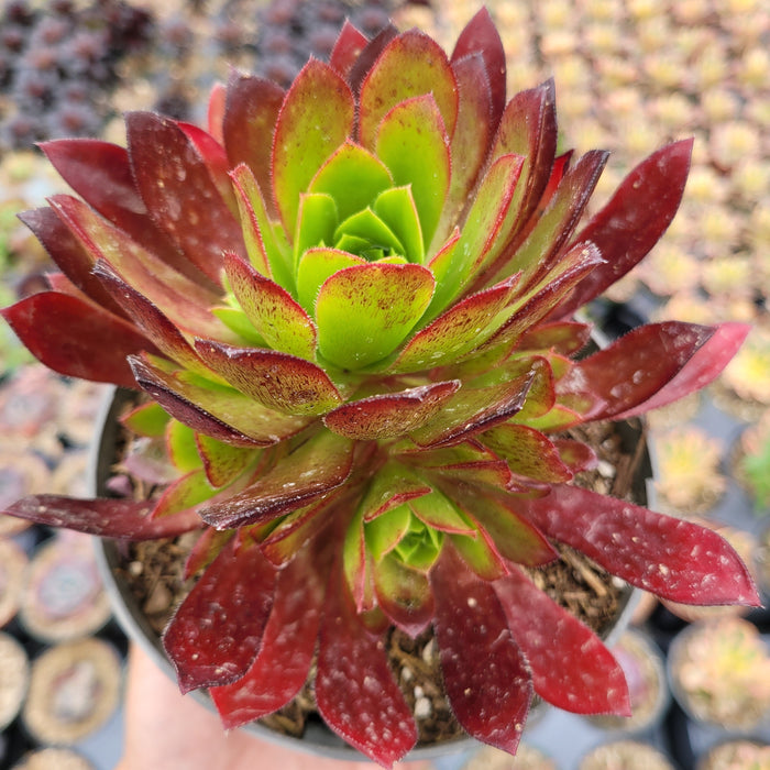 Aeonium 'Phoenix Flame' with water-dotted, burgundy-edged green rosettes.
