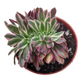 Aeonium Pink Witch Crest in small nursery pot.