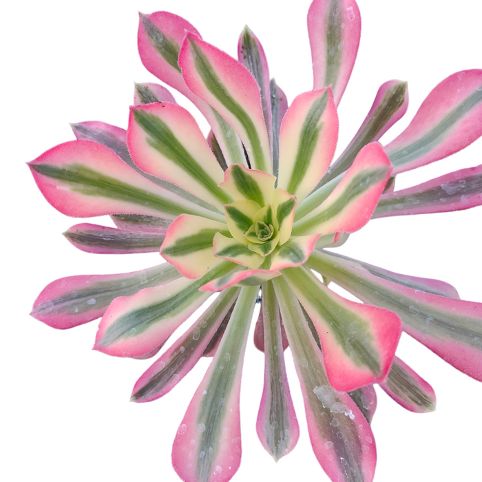 Aeonium Pink Witch variegated rosette succulent, top-down view.