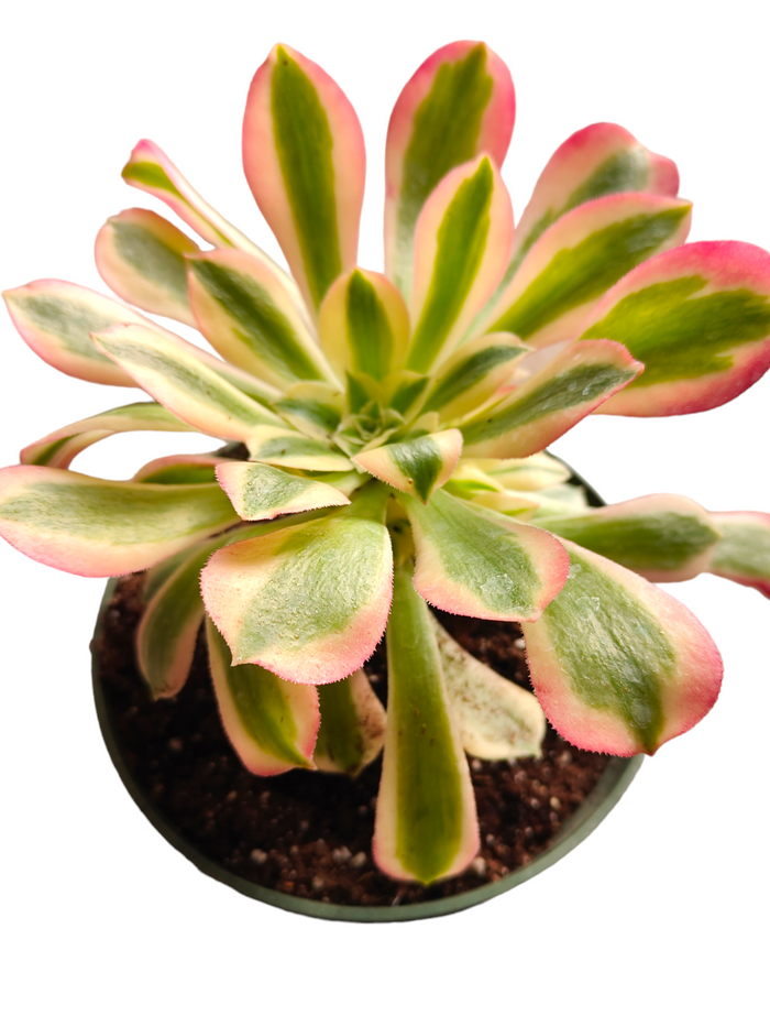 Aeonium Pink Witch potted succulent with variegated rosette leaves.