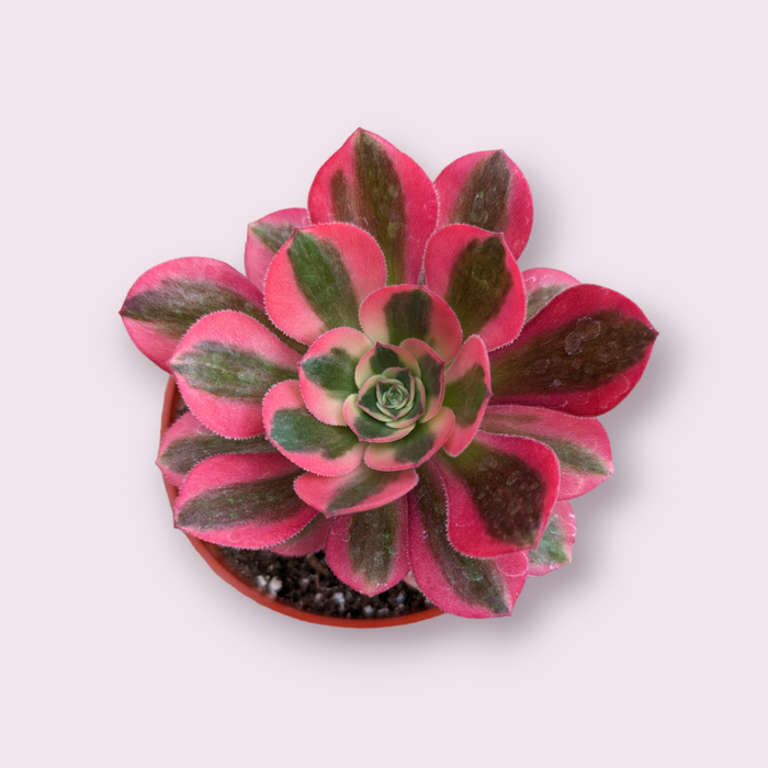 Aeonium Pink Witch succulent with variegated spoon-shaped leaves.