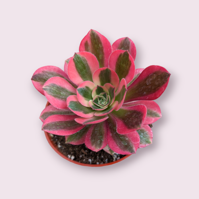 Aeonium Pink Witch succulent with pink-red leaf margins.
