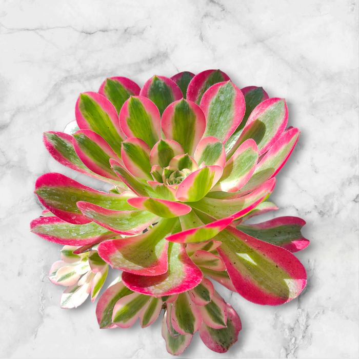 Aeonium Pink Witch succulent with variegated, pink-edged leaves.
