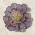 Aeonium Plum Purdy Hybrid succulent with purplish-bronze leaves.