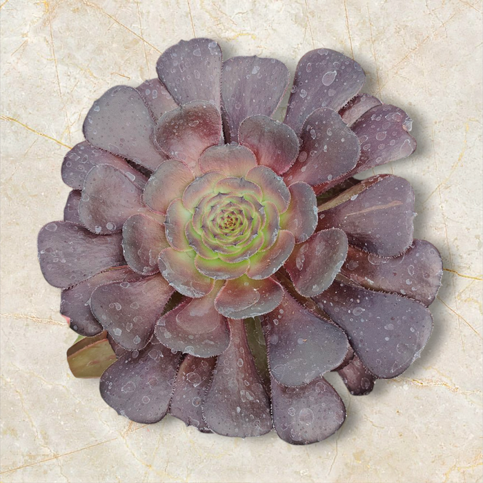 Aeonium Plum Purdy Hybrid succulent with purplish-bronze leaves.