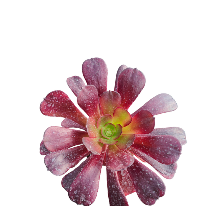 Aeonium 'Plum Purdy' succulent with purple and green leaves.