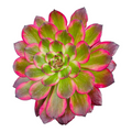 Aeonium 'Red pomegranate' succulent with pinkish-red leaf edges.