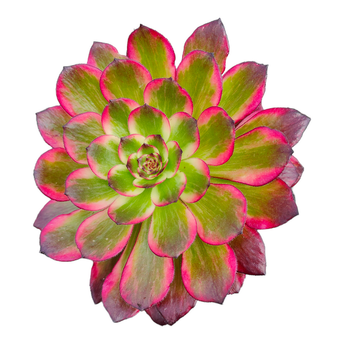 Aeonium 'Red pomegranate' succulent with pinkish-red leaf edges.