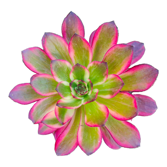 Aeonium 'Red pomegranate' succulent with green and pink-tipped leaves.