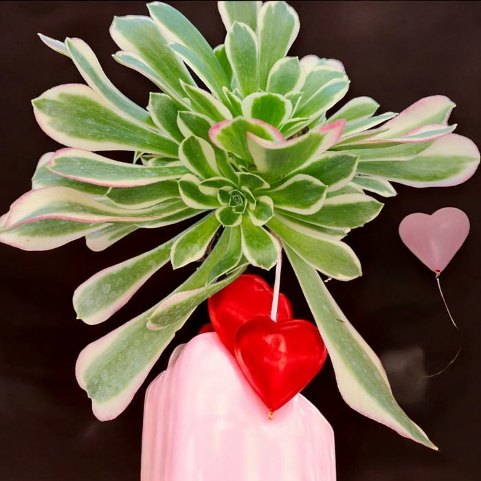 Aeonium Riverstone with pink accents in a ceramic pot.