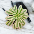 Aeonium Riverstone succulent with cream-green leaves edged in pink.
