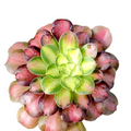 Aeonium 'Shaohua' succulent with vibrant chartreuse center.