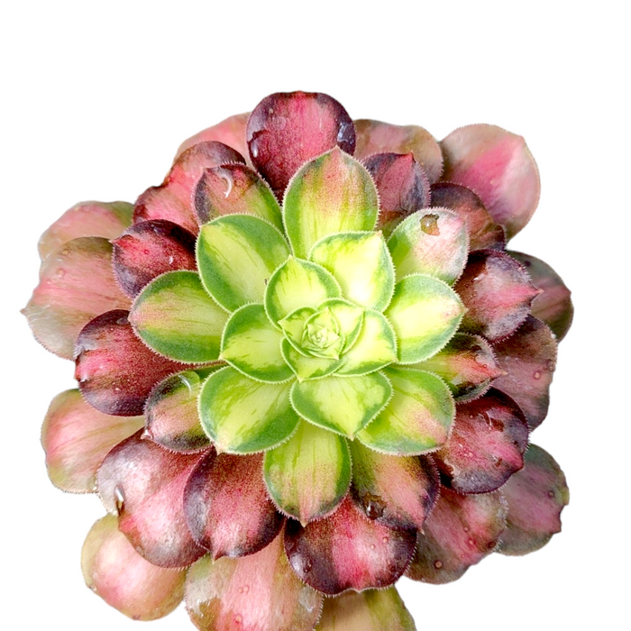 Aeonium 'Shaohua' succulent with vibrant chartreuse center.