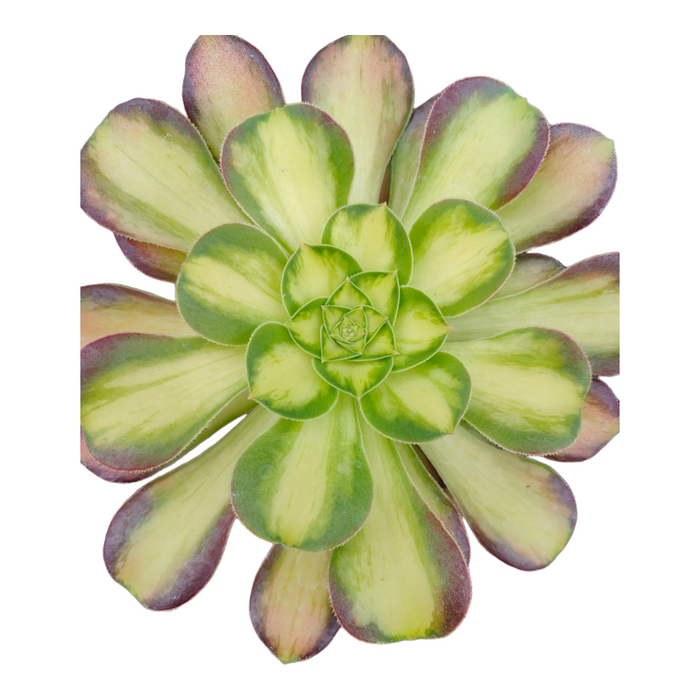 Aeonium 'Shaohua' succulent, variegated rosette, top view.