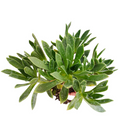 Aeonium 'Simsii' succulent cluster, bare-rooted.