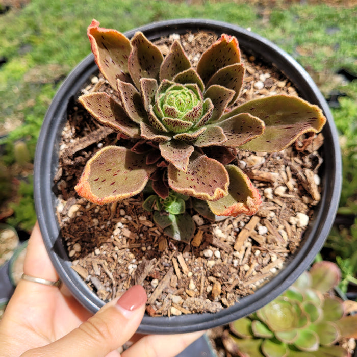 Aeonium Smithii succulent held in hand, in a nursery pot.