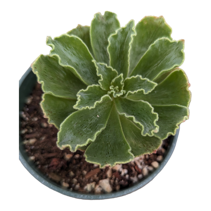 Aeonium Smithii succulent in nursery pot, viewed from above.