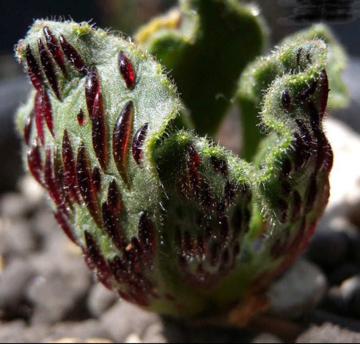 Aeonium Smithii close-up with fuzzy, burgundy-spotted leaves.