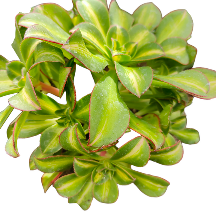 Aeonium 'Starburst' succulent with variegated rosette leaves.
