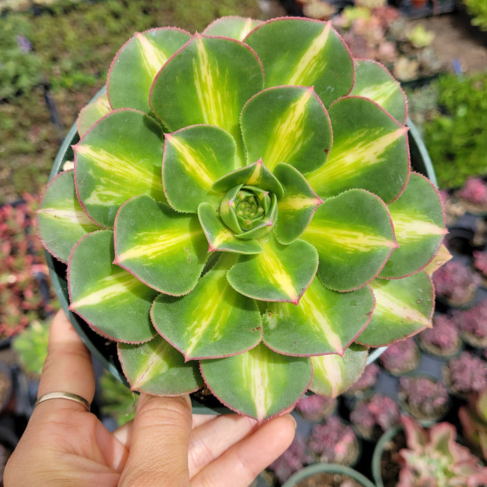 Aeonium 'Starburst' succulent with variegated, spoon-shaped leaves.