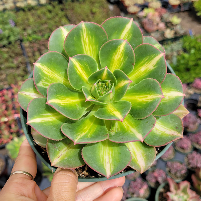 Aeonium 'Starburst' succulent in a greenhouse.