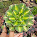 Aeonium 'Starburst' succulent in a greenhouse.