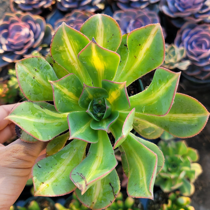 Aeonium 'Starburst' succulent with variegated, water-speckled leaves.